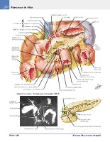 Frank H. Netter, MD - Atlas of Human Anatomy (6th ed ) 2014, page 317